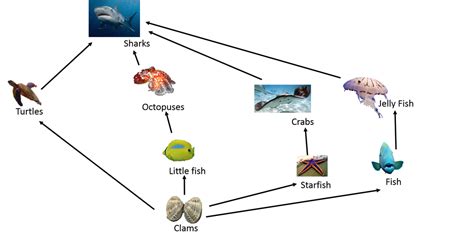 Food Web - THE GREAT BARRIER REEF ECOSYSTEM