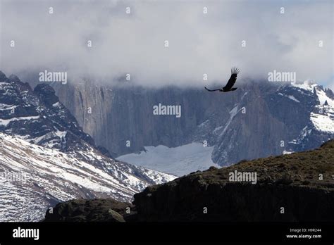 Andean Condor flying in Torres del Paine National Park, Chile Stock ...