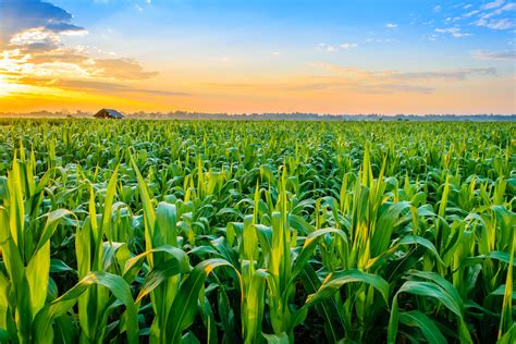 Corn has the adaptability to thrive despite climate change - Earth.com