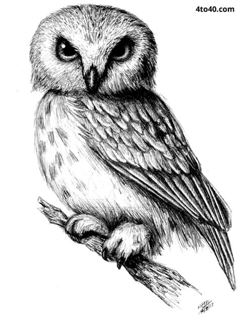 Owl pencil sketch - Kids Portal For Parents