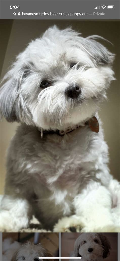 Pin by Robbie Seale on Puppy Therapy | Havanese puppies, Havanese dogs, Puppies