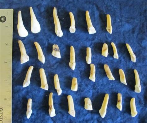 12 Assorted Natural Elk/Bison Teeth 2 sets to choose from | Etsy | Female elk, Elk, Animal bones