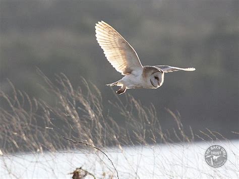 A Barn Owl flying in snow (Les Foster) - The Barn Owl Trust