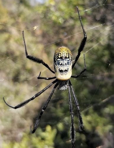 Hairy Golden Orb-weaving Spider (Trichonephila fenestrata) · iNaturalist