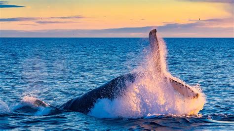 Whale Watching Cruise Adventure | Nelson Bay NSW - YouTube