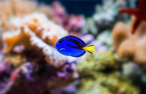 Blue Tang | Underwater photography, Reef tank, Marine fish