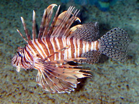 Caribbean’s native predators unable to stop aggressive lionfish ...