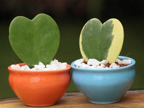 How to Grow and Care for Hoya | World of Succulents