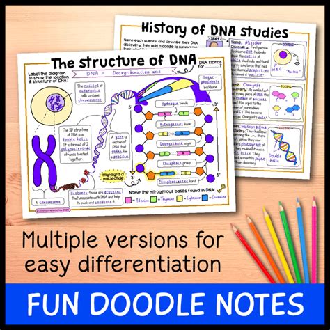 The Structure of DNA Bundle - Emmatheteachie