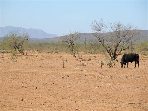 Ranching and Overgrazing in Sonora | Wild Sonora