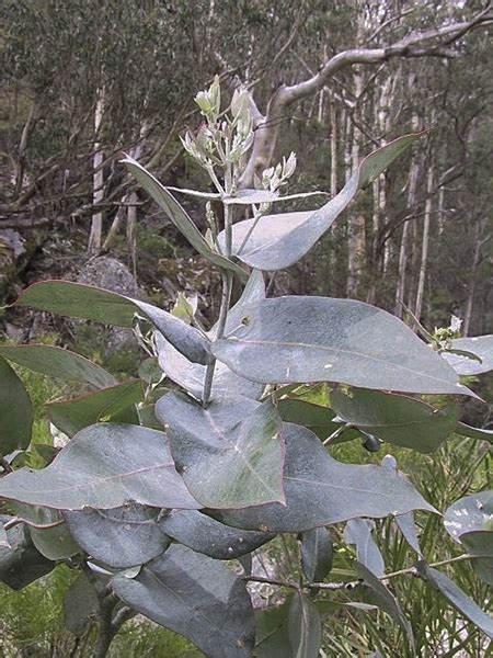 Eucalyptus globulus