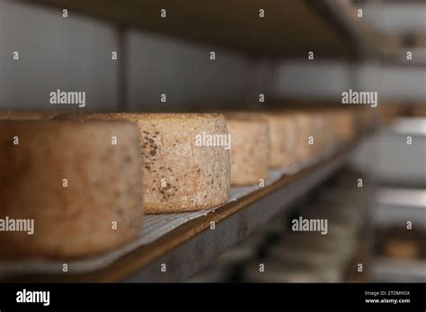 Production of artisanal cheese. In the curing process Stock Photo - Alamy