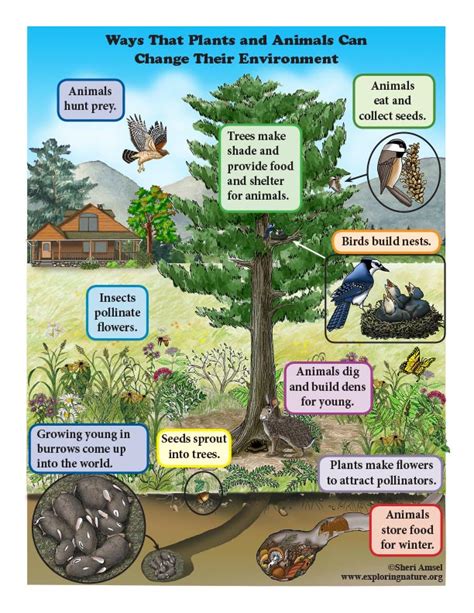 How Plants and Animals Affect the Environment (Kindergarten) - Reading ...