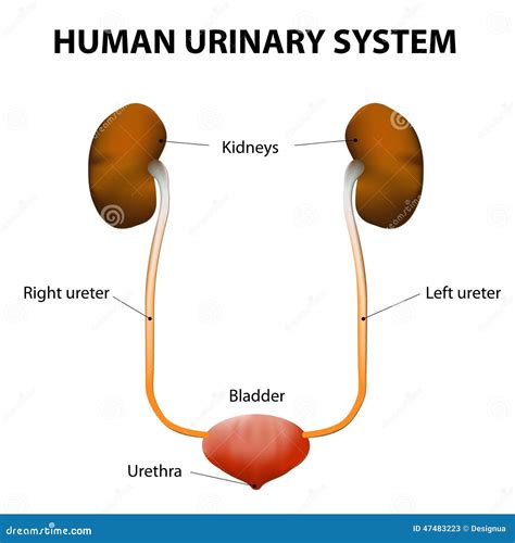 Sistema Urinario Humano Ilustración del Vector - Imagen: 47483223