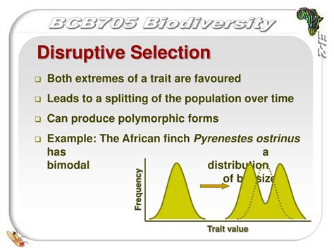 PPT - Evolution: Selection and Speciation PowerPoint Presentation - ID:209710