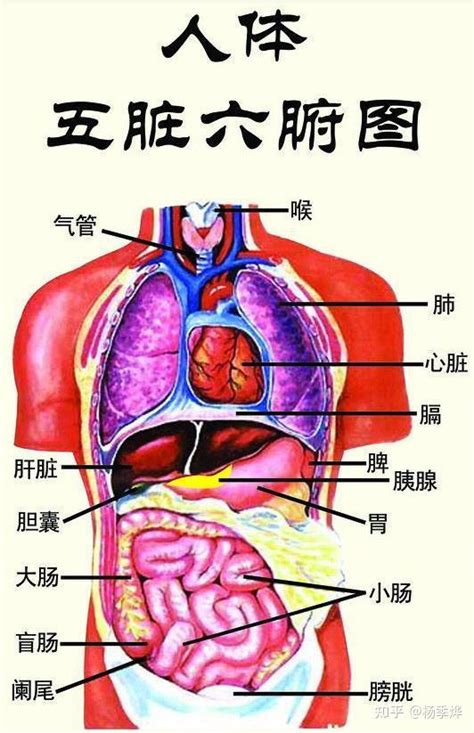 人的器官分布图解,各个器官疼痛对照表 - 伤感说说吧