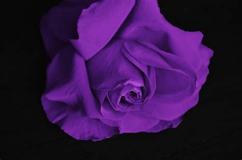 Meaning of Purple Roses & Lavender Roses + Pictures | Flower Glossary