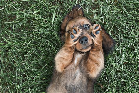 Puppy Love: Finnegan the Dachshund Puppy - Daily Dog Tag