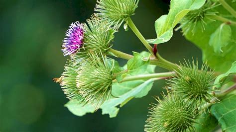 Stiri Directe - Ce plante medicinale se găsesc în România - Stiri Directe