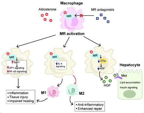 Role of mineralocorticoid receptor (MR) in macrophages. MR activation... | Download Scientific ...