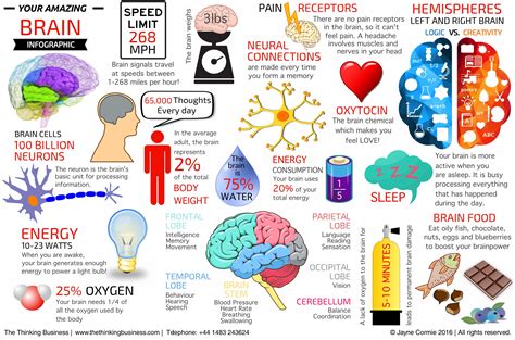 Brain Facts | The Thinking Business | The Thinking Business