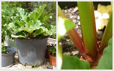 Portugal: Growing Fruit and Vegetables in Pots – June – Piglet in Portugal