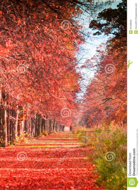 Autumn forest path stock photo. Image of fall, tree, brown - 34708840