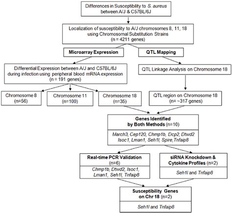 Overall strategy for identifying genes associated with susceptibility... | Download Scientific ...