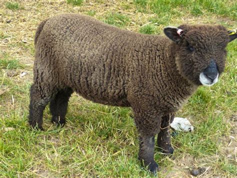 3 Pedigree Ryeland, Coloured Ryeland Breeding Lambs | SellMyLivestock ...