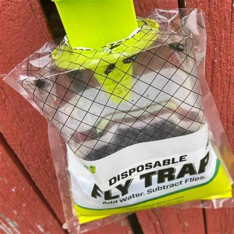 15 Best Fly Traps to Use in 2021 [Detailed Reviews]