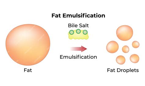 Premium Vector | Fat Emulsification Bile Salt Fat Fat Droplets Vector ...