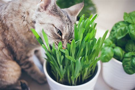 The best indoor grass for cats – Adventure Cats