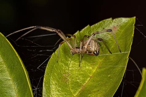 Premium Photo | Female adult brown widow spider