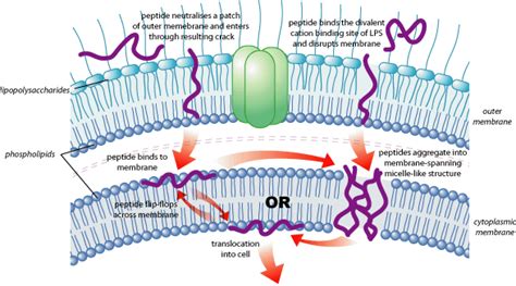 Bacterial outer membrane proteins; OMP Proteins; Outer Membrane ...