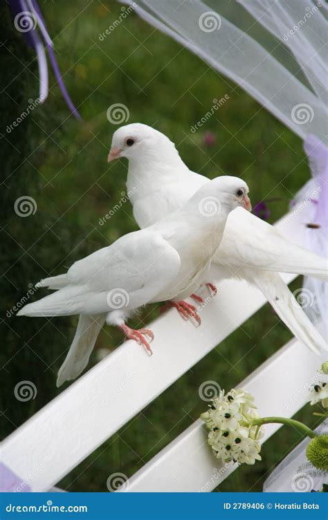 Wedding doves stock photo. Image of flower, feeling, dove - 2789406