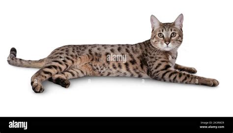 Leopard like spots Cut Out Stock Images & Pictures - Alamy