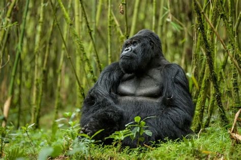 How tourism helps the gorillas of Rwanda - Africa Geographic