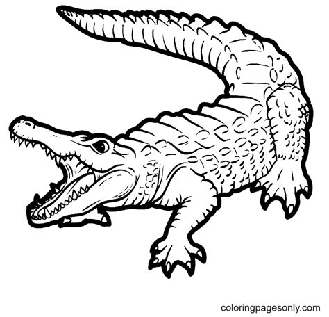 Alligator Coloring Pages Printable for Free Download