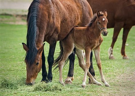 Benefits of Starting a Horse Breeding Farm