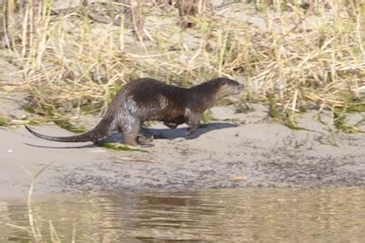 Lake Okeechobee Wildlife Pictures & Sightseeing