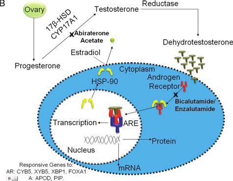 Effect of androgen receptor (AR) expression on estrogen receptor ...