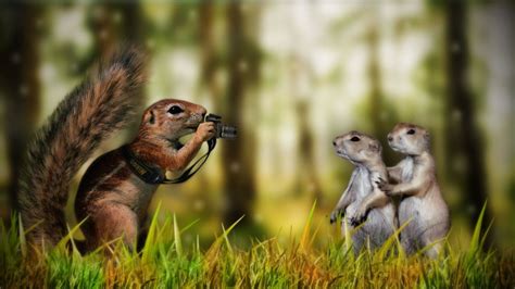 Funny Animal Desktop Wallpapers (79+ images)