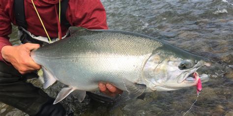 Fly Fishing Setup For Sockeye Salmon - Unique Fish Photo