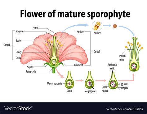 Diagram showing flower of mature sporophyte Vector Image