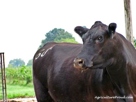 Cattle Breeds 101: Angus – Beef Runner