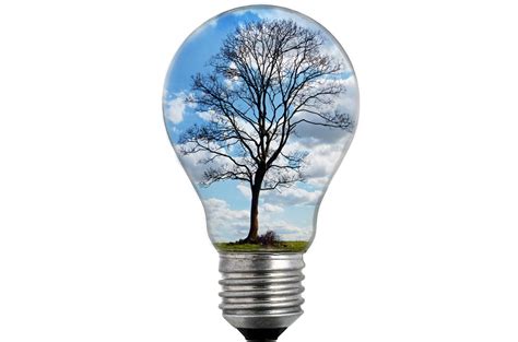 Bulb Light With Tree Free Stock Photo - Public Domain Pictures