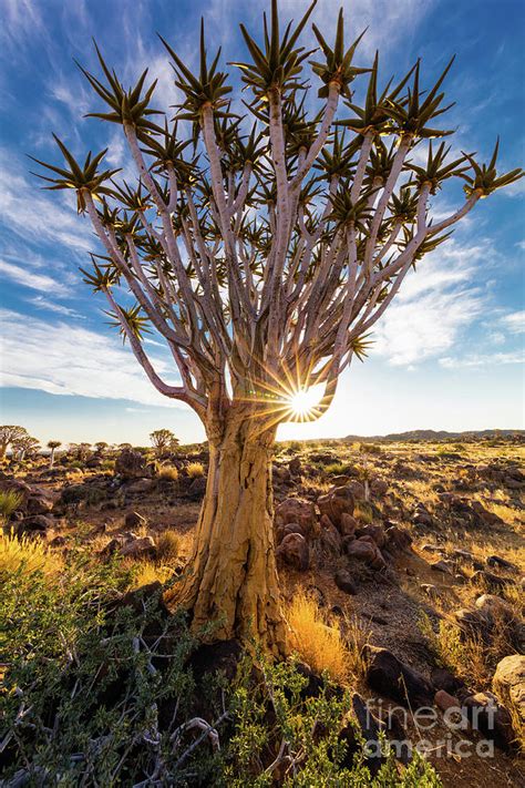 Quiver Trees 5 Photograph by Inge Johnsson