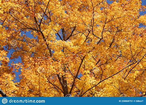 Beautiful Fall Colors in the Canadian Countryside Stock Image - Image ...