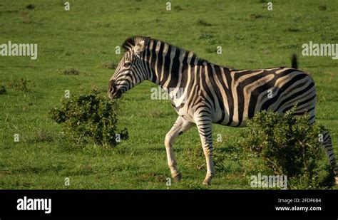 Zebra galloping Stock Videos & Footage - HD and 4K Video Clips - Alamy