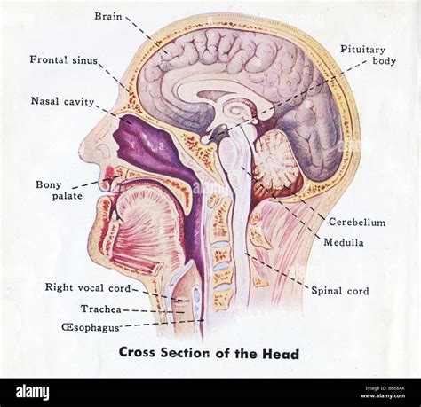 Vertebrae head diagram hi-res stock photography and images - Alamy